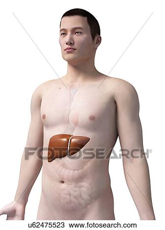 Drawing - Human liver, illustration. Fotosearch