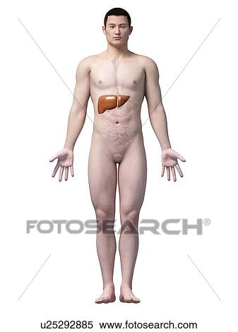 Stock Illustration - Human liver, illustration. Fotosearch