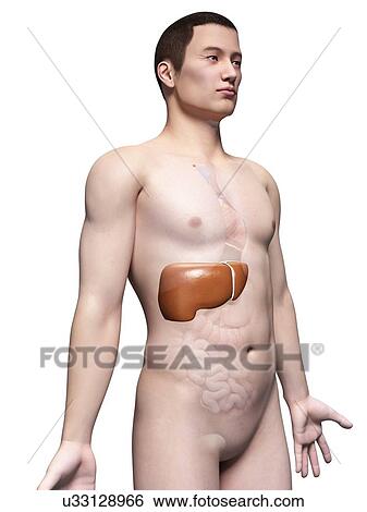 Human liver, illustration View Large Illustration Stock Illustration - Human liver, illustration. Fotosearch
