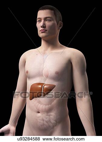 Stock Illustration - Human liver, illustration. Fotosearch