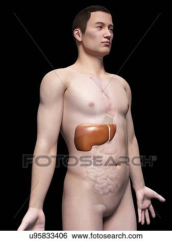 Human liver, illustration View Large Illustration Stock Illustration - Human liver, illustration. Fotosearch