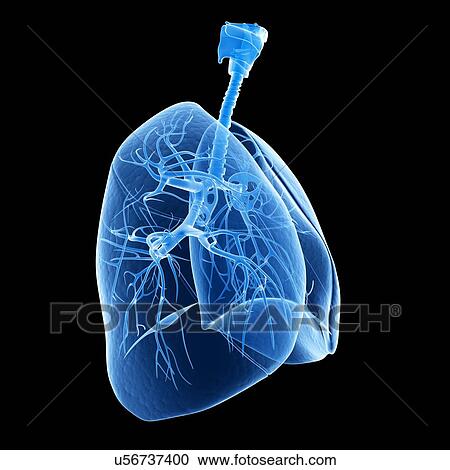 Human lungs, illustration View Large Illustration Clipart - Human lungs, illustration. Fotosearch