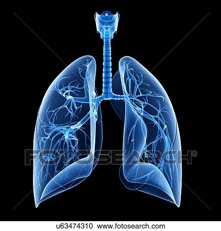 Clipart - Human lungs, illustration. Fotosearch