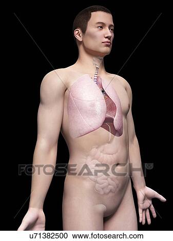 Clipart - Human lungs, illustration. Fotosearch