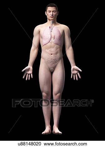 Clipart - Human lungs, illustration. Fotosearch