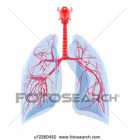 Human lungs, illustration View Large Illustration Drawing - Human lungs, illustration. Fotosearch