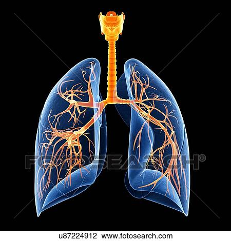 Human lungs, illustration View Large Illustration Drawing - Human lungs, illustration. Fotosearch