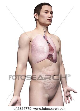 Human lungs, illustration View Large Illustration Stock Illustration - Human lungs, illustration. Fotosearch