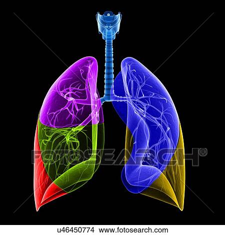 Human lungs, illustration View Large Illustration Stock Illustration - Human lungs, illustration. Fotosearch
