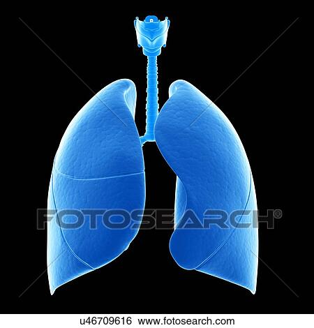 Stock Illustration - Human lungs, illustration. Fotosearch