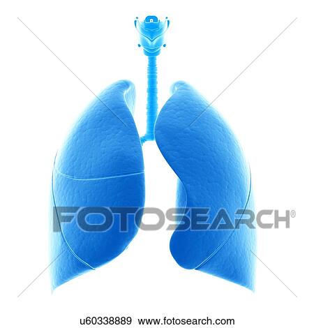 Human lungs, illustration View Large Illustration Stock Illustration - Human lungs, illustration. Fotosearch