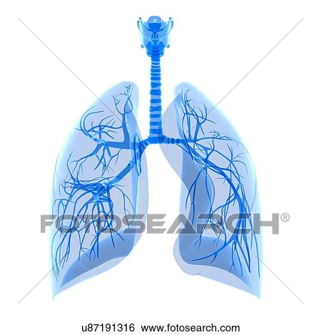 Stock Illustration - Human lungs, illustration. Fotosearch