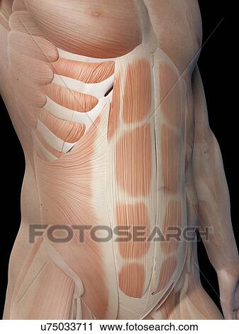 Human muscular system, illustration View Large Illustration Clip Art - Human muscular system, illustration. Fotosearch