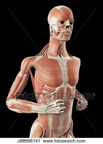 Clip Art - Human muscular system, illustration. Fotosearch