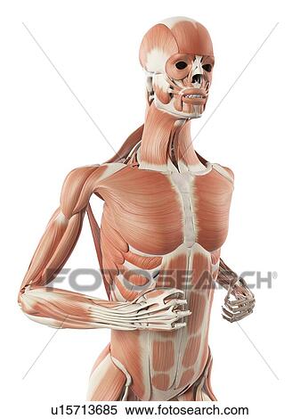 Human muscular system, illustration View Large Illustration Stock Illustration - Human muscular system, illustration. Fotosearch