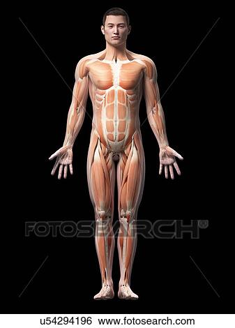 Human muscular system, illustration View Large Illustration Stock Illustration - Human muscular system, illustration. Fotosearch