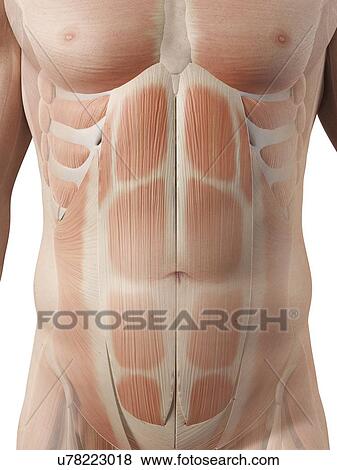 Stock Illustration - Human muscular system, illustration. Fotosearch