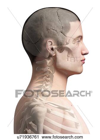 Human neck bones, illustration View Large Illustration Clip Art - Human neck bones, illustration. Fotosearch