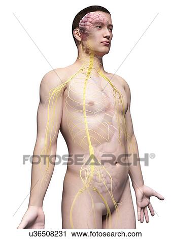 Clip Art - Human nervous system, illustration. Fotosearch