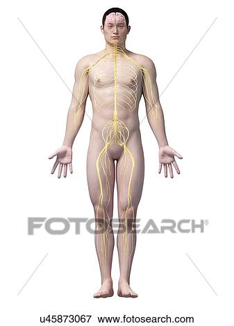 Human nervous system, illustration View Large Illustration Stock Illustration - Human nervous system, illustration. Fotosearch