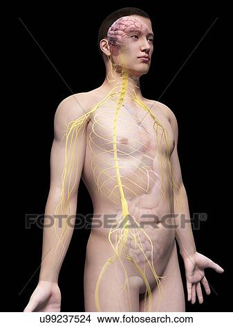 Human nervous system, illustration View Large Illustration Stock Illustration - Human nervous system, illustration. Fotosearch