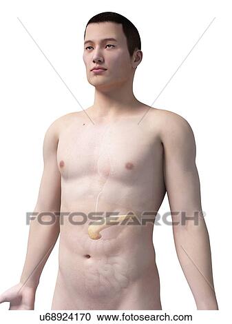 Human pancreas, illustration View Large Illustration Clipart - Human pancreas, illustration. Fotosearch