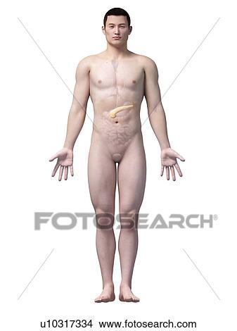 Stock Illustration - Human pancreas, illustration. Fotosearch