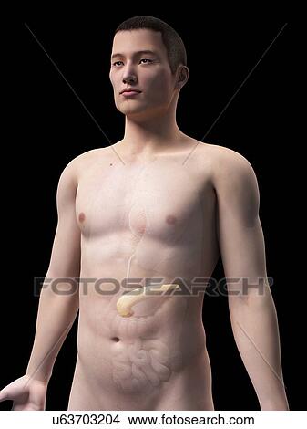 Stock Illustration - Human pancreas, illustration. Fotosearch