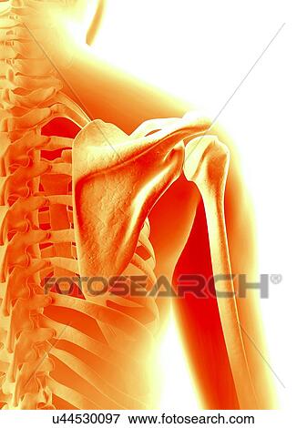 Stock Illustration - Human shoulder joint, illustration. Fotosearch