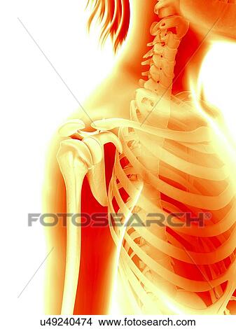 Human shoulder joint, illustration View Large Illustration Stock Illustration - Human shoulder joint, illustration. Fotosearch