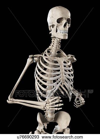 Drawing - Human skeletal system, illustration. Fotosearch