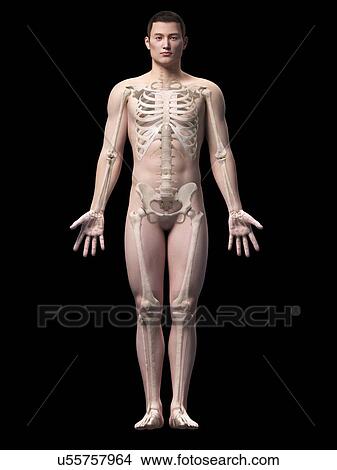 Stock Illustration - Human skeletal system, illustration. Fotosearch