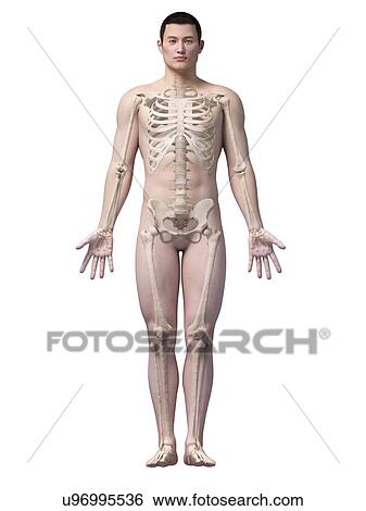 Stock Illustration - Human skeletal system, illustration. Fotosearch
