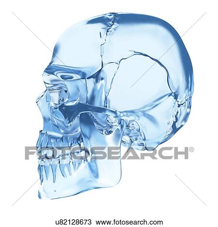 Drawing - Human skull, illustration. Fotosearch