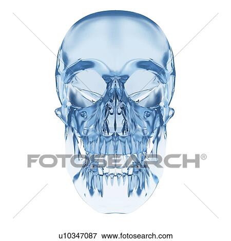 Human skull, illustration View Large Illustration Stock Illustration - Human skull, illustration. Fotosearch