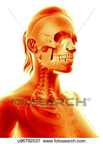 Stock Illustration - Human skull, illustration. Fotosearch