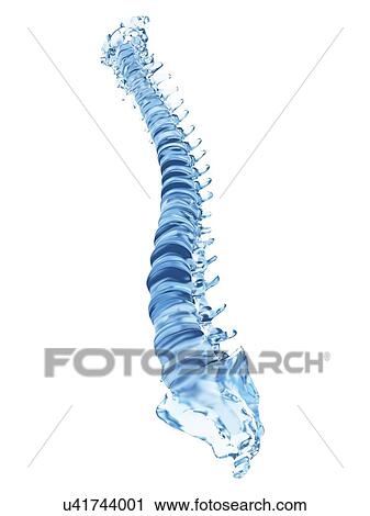Clip Art - Human spine, illustration. Fotosearch