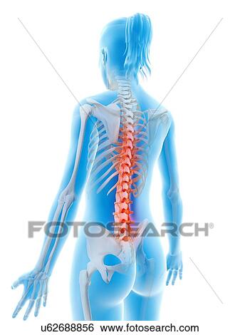Stock Illustration - Human spine, illustration. Fotosearch