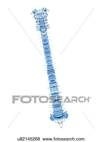 Human spine, illustration View Large Illustration Stock Illustration - Human spine, illustration. Fotosearch
