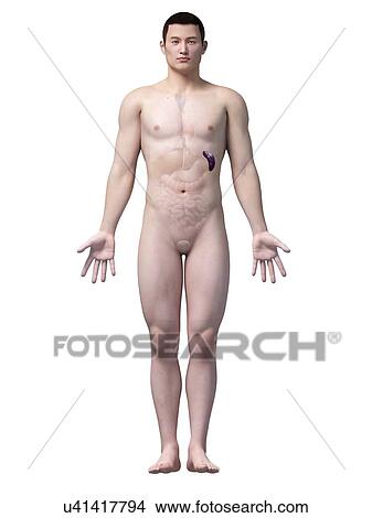Stock Illustration - Human spleen, illustration. Fotosearch