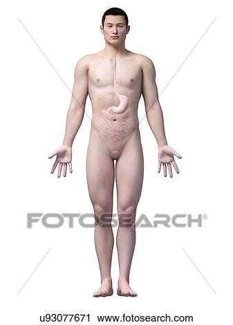 Human stomach, illustration View Large Illustration Clip Art - Human stomach, illustration. Fotosearch