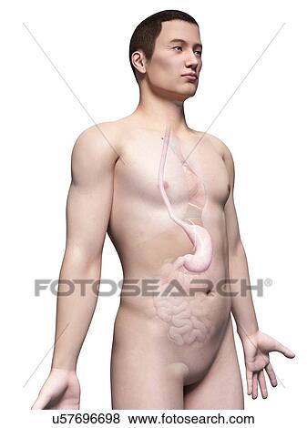 Stock Illustration - Human stomach, illustration. Fotosearch