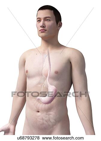 Stock Illustration - Human stomach, illustration. Fotosearch