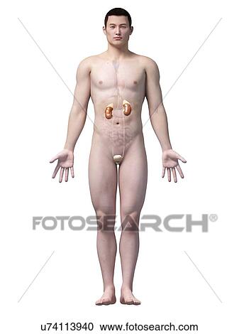 Human urinary system, illustration View Large Illustration Clipart - Human urinary system, illustration. Fotosearch
