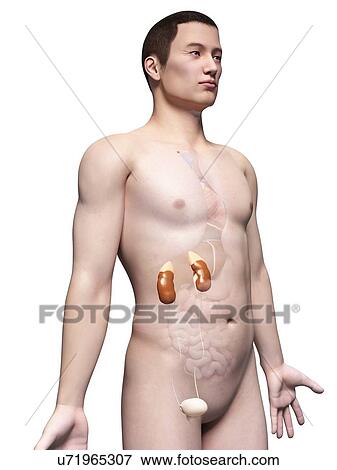 Human urinary system, illustration View Large Illustration Stock Illustration - Human urinary system, illustration. Fotosearch