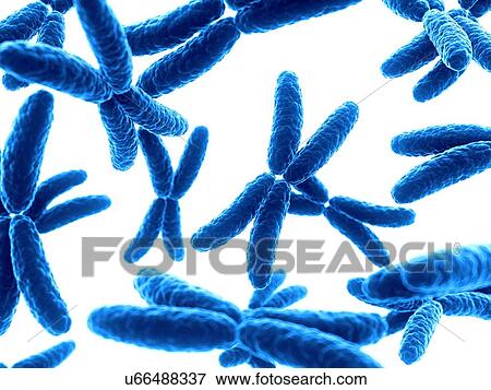 Human x chromosomes, illustration View Large Illustration Stock Illustration - Human x chromosomes, illustration. Fotosearch