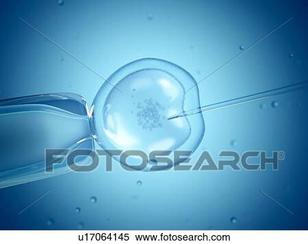 In vitro fertilisation, illustration View Large Illustration Stock Illustration - In vitro fertilisation, illustration. Fotosearch