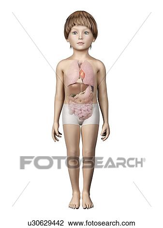 Drawing - Internal organs of boy, illustration. Fotosearch