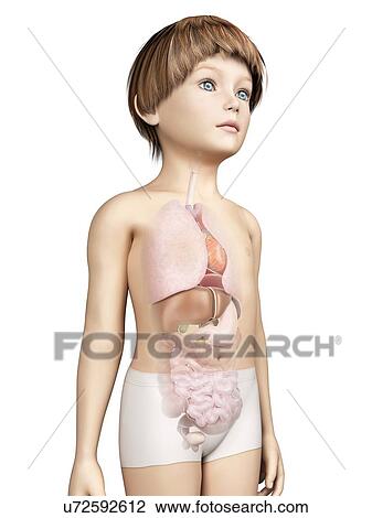 Drawing - Internal organs of boy, illustration. Fotosearch