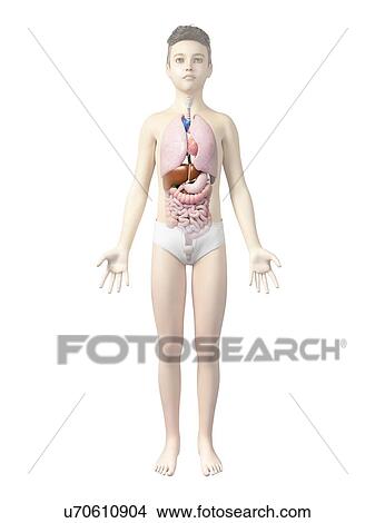 Internal organs of boy, illustration View Large Illustration Stock Illustration - Internal organs of boy, illustration. Fotosearch